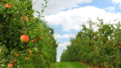 How a Connected Microgrid Benefits Orchards and Vineyards